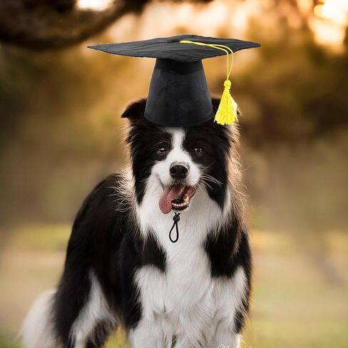قطعتان من قبعة التخرج للحيوانات الأليفة للكلاب والقطط، قبعة تخرج للكلاب والقطط، أزياء حفلات أعياد الحيوانات الأليفة، زي إكسسوار لصور الحيوانات الأليفة، قبعة للحيوانات الأليفة مع شرابة صفراء in Kuwait