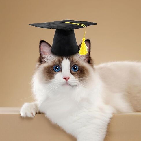 قطعتان من قبعة التخرج للحيوانات الأليفة للكلاب والقطط، قبعة تخرج للكلاب والقطط، أزياء حفلات أعياد الحيوانات الأليفة، زي إكسسوار لصور الحيوانات الأليفة، قبعة للحيوانات الأليفة مع شرابة صفراء in Kuwait