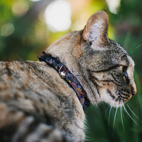Buckle-Down Breakaway Cat Collar - Dory 4-Hiding Poses Under the Sea - 1/2" Wide - Fits 8-12" Neck - Medium in Saudi Arabia