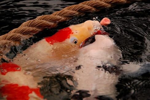“Koi Treats" | Japanese Koi Food - Good for Low Temperatures in Saudi Arabia