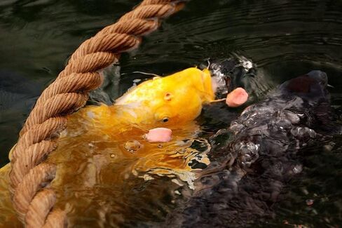 “Koi Treats" | Japanese Koi Food - Good for Low Temperatures in Saudi Arabia