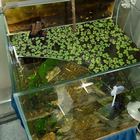 حوض السمك العائم للنباتات، سياج النبات العائم مع كوب الشفط، يفصل بين النباتات العائمة، ملحقات حوض السمك لخزان الأسماك in Kuwait