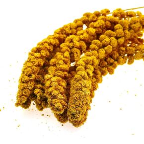 Yellow Millet Spray for Birds 2.0LB, Natural Sun-Dried with Stems and Edible Tops for Parakeet, Budgies, Finches, Cockatiels, Parrots, Lovebird, Hamster and Other Pet Birds Bird Treat