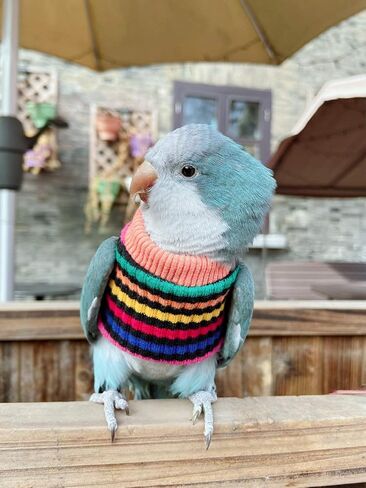 HEZHUO Parrot Bird Supplies, Light Flying Clothes, Warm and Comfortable, Tiger Skin, Green Cheek Parrot, Little Sun Parrot, Monk Parrot, Starling, mynah, Senegal Parrot, Mini Macaw Sweater (L) in Saudi Arabia