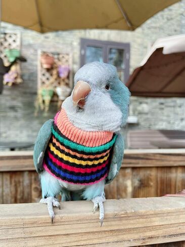 HEZHUO Parrot Bird Supplies, Light Flying Clothes, Warm and Comfortable, Tiger Skin, Green Cheek Parrot, Little Sun Parrot, Monk Parrot, Starling, mynah, Senegal Parrot, Mini Macaw Sweater (L) in Saudi Arabia