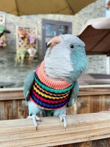 HEZHUO Parrot Bird Supplies, Light Flying Clothes, Warm and Comfortable, Tiger Skin, Green Cheek Parrot, Little Sun Parrot, Monk Parrot, Starling, mynah, Senegal Parrot, Mini Macaw Sweater (L) in Saudi Arabia