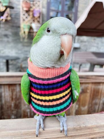 HEZHUO Parrot Bird Supplies, Light Flying Clothes, Warm and Comfortable, Tiger Skin, Green Cheek Parrot, Little Sun Parrot, Monk Parrot, Starling, mynah, Senegal Parrot, Mini Macaw Sweater (L) in Saudi Arabia