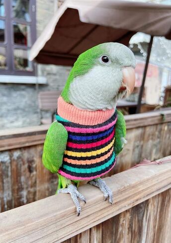 HEZHUO Parrot Bird Supplies, Light Flying Clothes, Warm and Comfortable, Tiger Skin, Green Cheek Parrot, Little Sun Parrot, Monk Parrot, Starling, mynah, Senegal Parrot, Mini Macaw Sweater (L) in Saudi Arabia