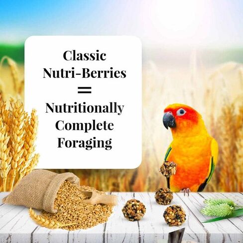 LAFEBER'S Classic Nutri-Berries Conure Food, Made with Non-GMO and Human-Grade Ingredients, for Conures (Classic 10 oz Pack of 2) in Saudi Arabia
