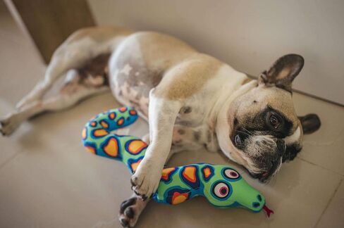 Petmate Classic Incredible Strapping Yankers Dog Toy in Kuwait