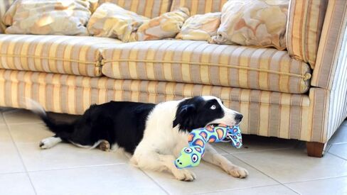 Petmate Classic Incredible Strapping Yankers Dog Toy in Kuwait