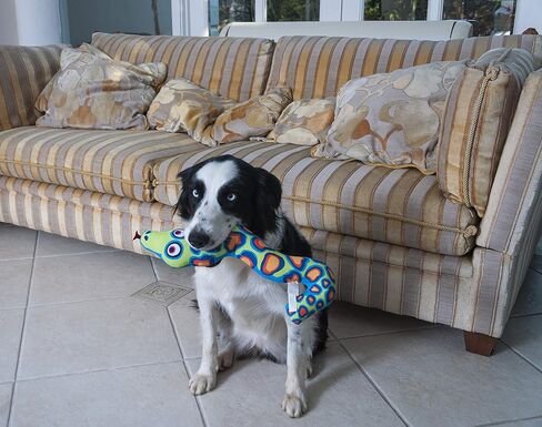 Petmate Classic Incredible Strapping Yankers Dog Toy in Kuwait