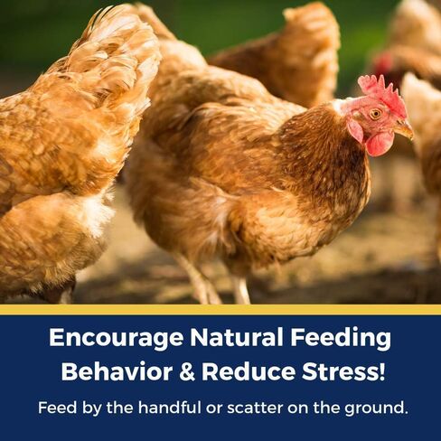 Backyard Chicken High Protein Herbal Treat with Dried River Shrimp, Black Soldier Fly Larvae, Mealworms, Basil, Hibiscus Flowers, Rose Petals (PowerHen) (4 pounds) in Saudi Arabia