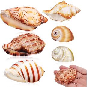 NOLITOY 6pcs Hermit Crab Shells, Sea Shells Decor Sea Conch Shells Beach Seashells Ocean Seashells for Aquarium Fish Tank Beach Theme Party Decorations in Saudi Arabia