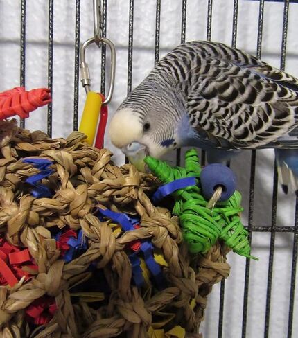 Super Bird Creations SB50949 Pickin’ Pocket Bird Toy - Ideal for Small to Medium Birds - Fun & Entertaining Bird Toy - Bird Safe Component & Design - 7.5" x 5" (2 Pаck) in Saudi Arabia