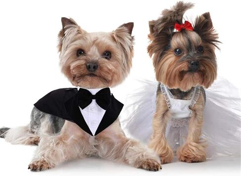 Dog Tuxedo & Bandana Set, Cat Dogs, Party Suit Puppy Wedding Bow Tie Shirt, Formal Attire Clothes, for French Bulldog, Corgi, Pug, Teddy, Schnauzer, Golden Retriever,Labrador (Medium) in Saudi Arabia