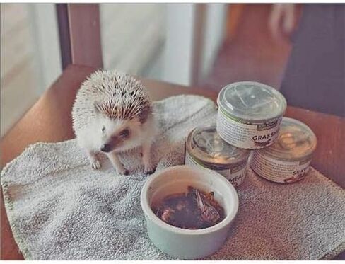 Canned Snails (1.2 oz.) - Healthy High Protein Insect Treat - Hedgehogs, Sugar Gliders, Reptiles, Wild Birds, Chickens, Lizards, Bearded Dragons, Skunks, Opossums, Fish, Amphibians, Turtles in Saudi Arabia