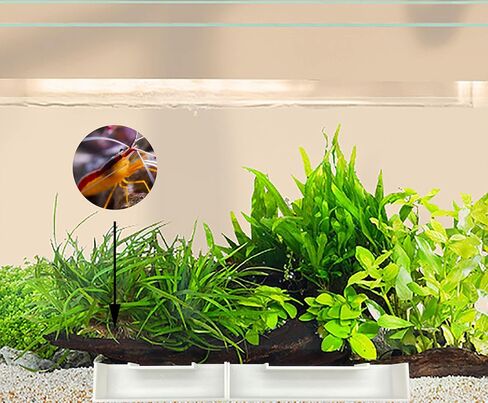 Aquarium Shrimp Tunnel Cave, Fish Tank Decorations, Betta Fish Tank Accessories, Set of 2 Aquarium Decorations (PETG-Black) in Saudi Arabia
