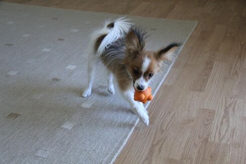 Bumpy Bouncy Solid Rubber Ball – Great Chew Toy for Teething Puppies and Awesome Plaything for Smaller, Medium Size Dogs to Play Catch and Fetch – Fun Games Guaranteed (Orange) in Saudi Arabia