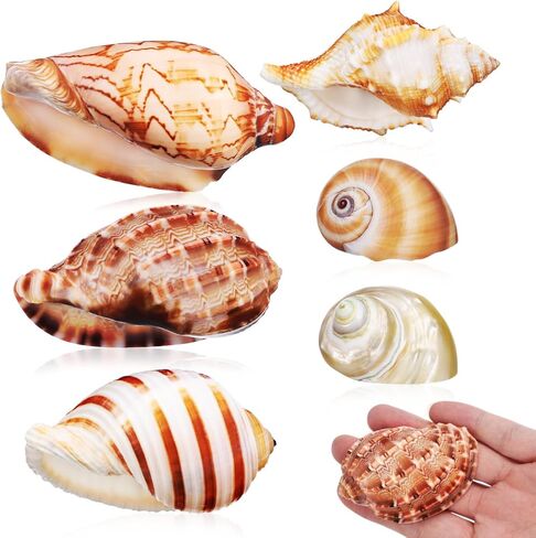 nolitoy 6pcs قذائف سرطان البحر الناسك، قذائف البحر ديكور قذائف محارة البحر الشاطئ الأصداف البحرية المحيط لحوض السمك خزان الأسماك الشاطئ موضوع ديكورات الحفلات in Saudi Arabia