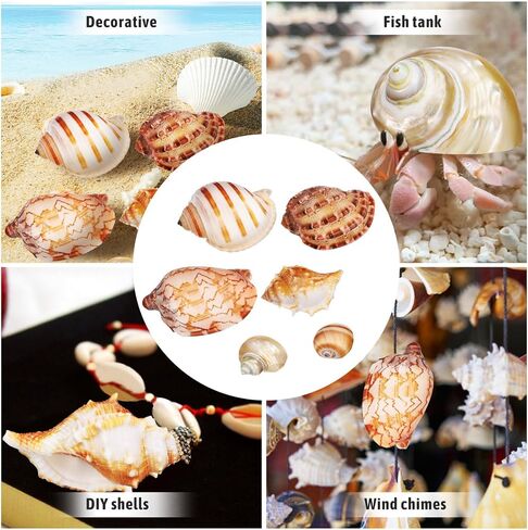 nolitoy 6pcs قذائف سرطان البحر الناسك، قذائف البحر ديكور قذائف محارة البحر الشاطئ الأصداف البحرية المحيط لحوض السمك خزان الأسماك الشاطئ موضوع ديكورات الحفلات in Saudi Arabia