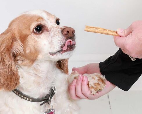Walleye Bark Pet Treats for Dogs & Cats – Single Ingredient Dehydrated Fish Snack, Sustainably Sourced, Grain-Free, High Protein, No Additives, Natural Omega-3, Supports Healthy Skin & Coat, 4oz Bag in Saudi Arabia