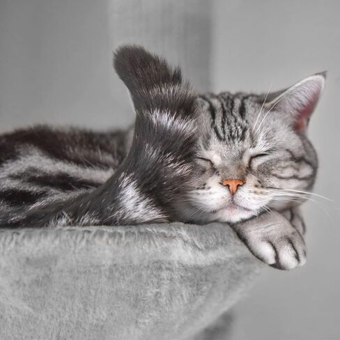 MIAO PAW Cat Tree Cat Tower for Indoor Cats,Cat Tree Two Hammocks with Scratching Post, Cat Tree for Large Medium Small Cat with Dangling Ball, Cat Tree Stand for Kittens, Cat Activity Tower,Grey in Saudi Arabia