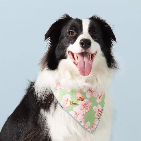 Dog Bandana 2 Pack, Peaches and Dots Set Georgia Peach, Pet Friendly Design, Hair and Water Resistant, Adjustable Dog Scarf for Medium Boy Girl Dog in Saudi Arabia