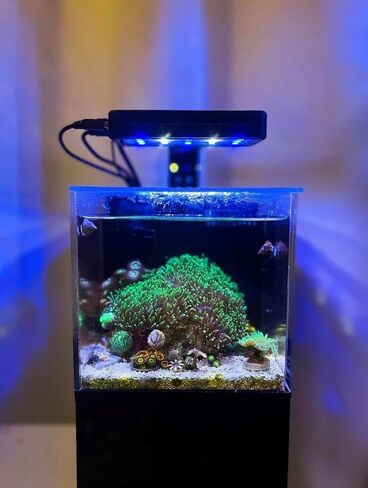 حوض السمك الصغير الجاهز للشعاب المرجانية بوزن 40 أونصة (أسود) | خزان أسماك المياه المالحة المكتبي الصغير مع ضوء LED، مستنقع، مضخة | المياه العذبة والمياه المالحة in Kuwait