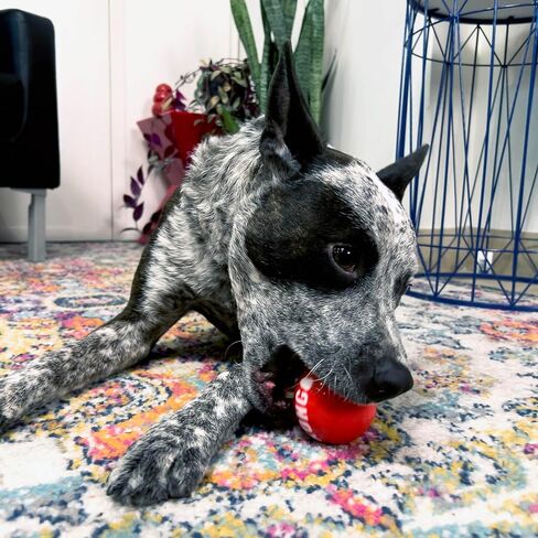 KONG Signature Assorted Balls for Fetch and Retrieving (Medium (4 Pack)) in Saudi Arabia