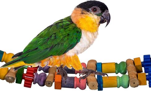 Super Bird Creations SB1157 Bamboo Bridge Bird Toy for Ringnecks, Conures, Quakers, Caiques, Pionus, Senegals, Amazons, African Greys, Eclectus - Bamboo Steps - Medium/Large Bird Size, 25 x 5.5 in Kuwait