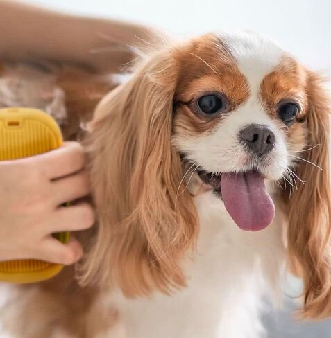 Heavy-Duty Grooming Brush for Dogs and Cats - Silicone Tool for Shedding, Massaging, and Bath Washing to Remove Hair, Fur, Soap and Debris in Saudi Arabia