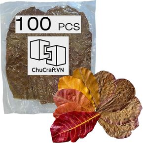 100 ورقة كاتابا، 7-10 بوصة، 300 جرام. اللوز الهندي الفاخر يترك جافًا ونظيفًا in Kuwait