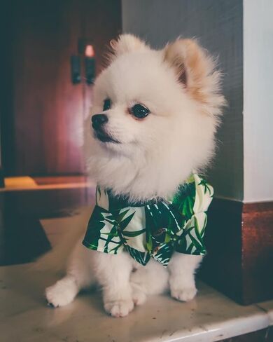 Hawaii Dog Shirt, Pet Summer T-Shirts, Breathable Cool Clothes Beach Seaside Puppy Shirt Sweatshirt for Small Dog (Yellow, X-Large) in Saudi Arabia