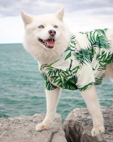 Hawaii Dog Shirt, Pet Summer T-Shirts, Breathable Cool Clothes Beach Seaside Puppy Shirt Sweatshirt for Small Dog (Yellow, X-Large) in Saudi Arabia