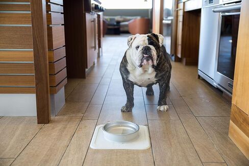Ono Great Bowl Food & Water Single Feeder - Medium to Large Pets No Spill Non Skid Silicone Mat & Stainless Steel Bowl for Dogs or Cats (Cool Gray) in Saudi Arabia