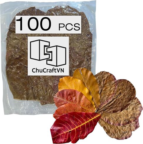 100 ورقة كاتابا، 7-10 بوصة، 300 جرام. اللوز الهندي الفاخر يترك جافًا ونظيفًا in Kuwait