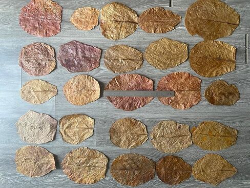 100 ورقة كاتابا، 7-10 بوصة، 300 جرام. اللوز الهندي الفاخر يترك جافًا ونظيفًا in Kuwait