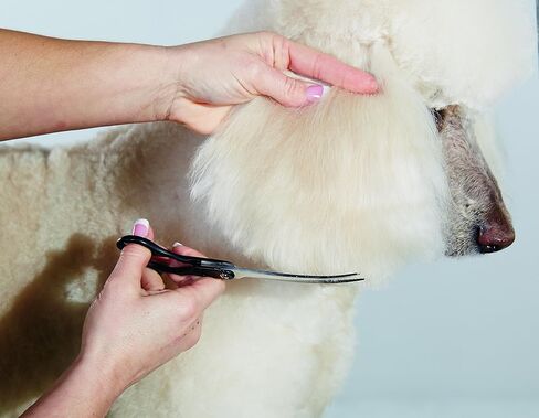 مقص أنديس المنحني مقاس 8 بوصات، لليد اليسرى، للعناية بالكلاب والقطط بشكل احترافي (80625) in Kuwait