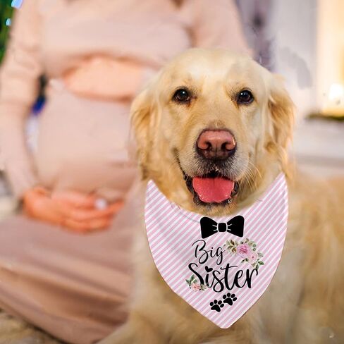 إعلان الحمل عن الحمل على شكل أخت كبيرة للكلاب، دعامة صور للحيوانات الأليفة لإعلان الطفل، باندانا الجرو، وشاح الحيوانات الأليفة لحفلة الكشف عن الجنس in Kuwait