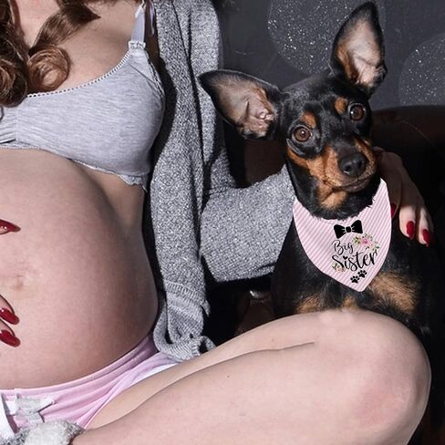 إعلان الحمل عن الحمل على شكل أخت كبيرة للكلاب، دعامة صور للحيوانات الأليفة لإعلان الطفل، باندانا الجرو، وشاح الحيوانات الأليفة لحفلة الكشف عن الجنس in Kuwait