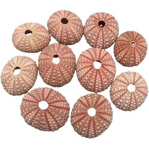 Natural Pink Sea Urchin Shell for Home Aquarium Decoration. 10PC(1-1/4"Inch-2" Inch)