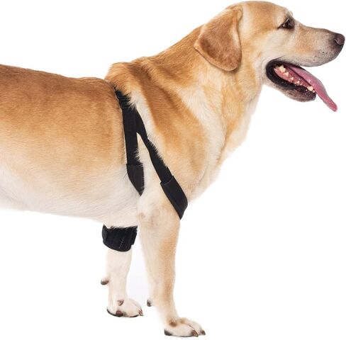 Dog Elbow Brace for Treat ACL CCL, Front Leg Brace Wrap with Metal Spring Strips for Dogs with osteoarthritis, limping from Joint Pain, Keeps The Joint Warm and Stable (M_Right) in Saudi Arabia