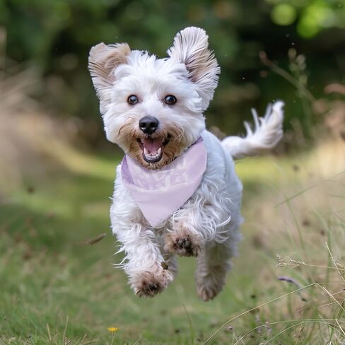 تمت ترقيته إلى Big Sister Dog Bandana 2 حزمة من وشاح الكلب الأليف دعائم إعلان الحمل إعلان الحمل للكلب باندانا يكشف عن جنس الكلب هدية لمالك محبي الكلاب (وردي، أرجواني) كبير in Kuwait