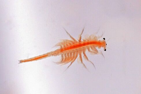 A Lot'l Axolotls - معدل فقس 95% بيض الجمبري الملحي AAA - كيس أرتيميا BBS - طعام السمك/المقلي - 100 جم / 3.5 أونصة in Saudi Arabia