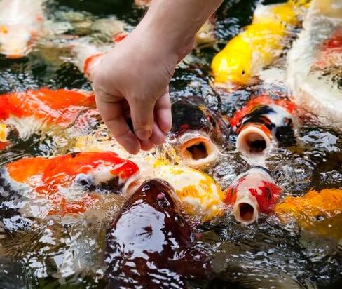 Fisher's Aquatics Koi Fish Food 2.0 lb - Koi Diet Medium 3/16" Floating Pellets Fish Food for Ponds, Koi Food Fall Spring Summer Winter Goldfish Food in Saudi Arabia