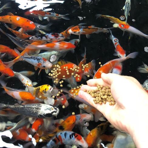 Fisher's Aquatics Koi Fish Food 2.0 lb - Koi Diet Medium 3/16" Floating Pellets Fish Food for Ponds, Koi Food Fall Spring Summer Winter Goldfish Food in Saudi Arabia