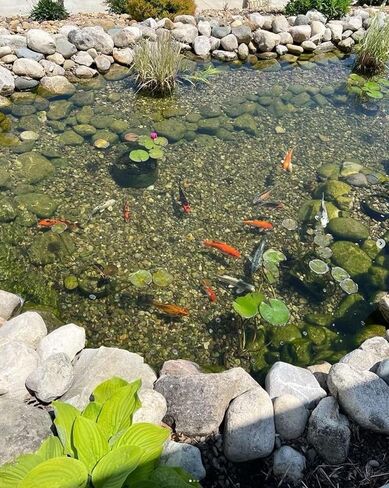 Fisher's Aquatics Koi Fish Food 2.0 lb - Koi Diet Medium 3/16" Floating Pellets Fish Food for Ponds, Koi Food Fall Spring Summer Winter Goldfish Food in Saudi Arabia
