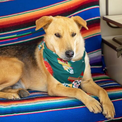 70 قطعة من عصابات الكلاب الصيفية السائبة من سينكو دي مايو للكلاب، وشاح كلب مثلث مكسيكي، مريلة للكلاب، باندانا للحيوانات الأليفة، باندانا للقطط، باندانا للكلاب المتوسطة والكبيرة، مستلزمات الجراء والقطط in Kuwait