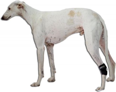 Ortocanis - Hock Support for Dogs with Osteoarthritis. Ligament Injuries or Tendon Inflammation of Joints. Size M in Saudi Arabia